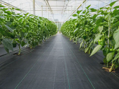 PP woven ground cover fabric installed in greenhouse vegetable growing area