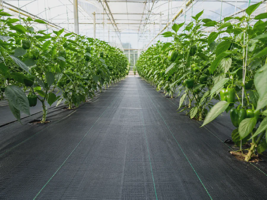 PP woven ground cover fabric installed in greenhouse vegetable growing area