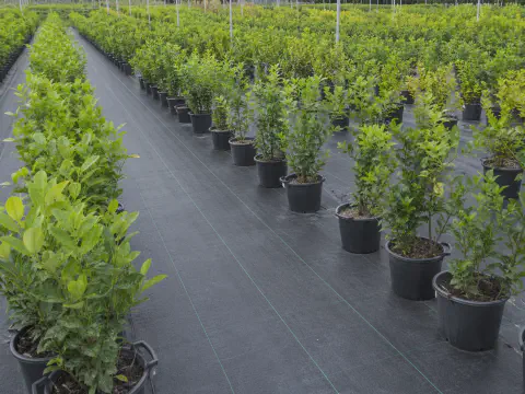 PP woven ground cover fabric used in nursery for weed control and clean walkways