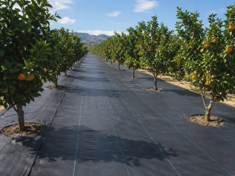Black UV ground cover roll installed in orchard rows for weed control